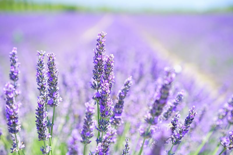 Aromatic Blossoms