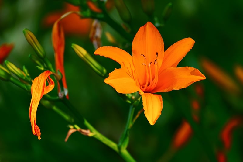 Colorful Petals