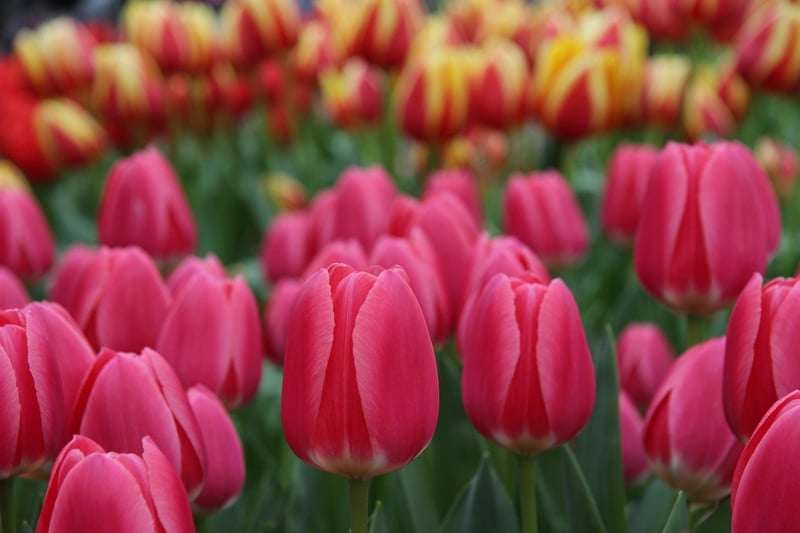 Netherlands Garden