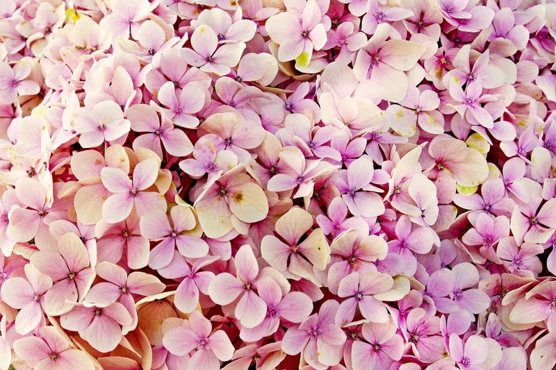 Hydrangeas