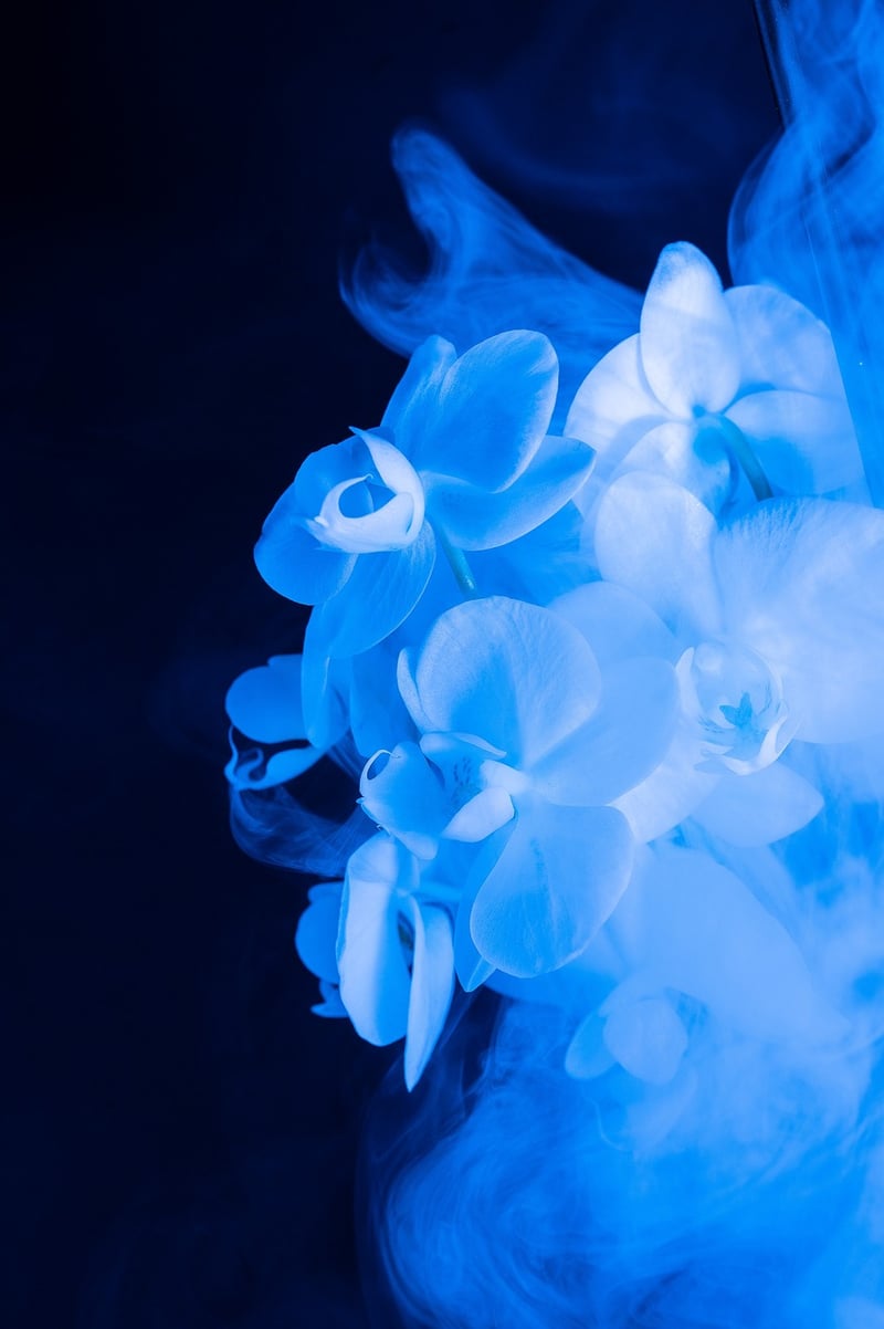 Orchids
