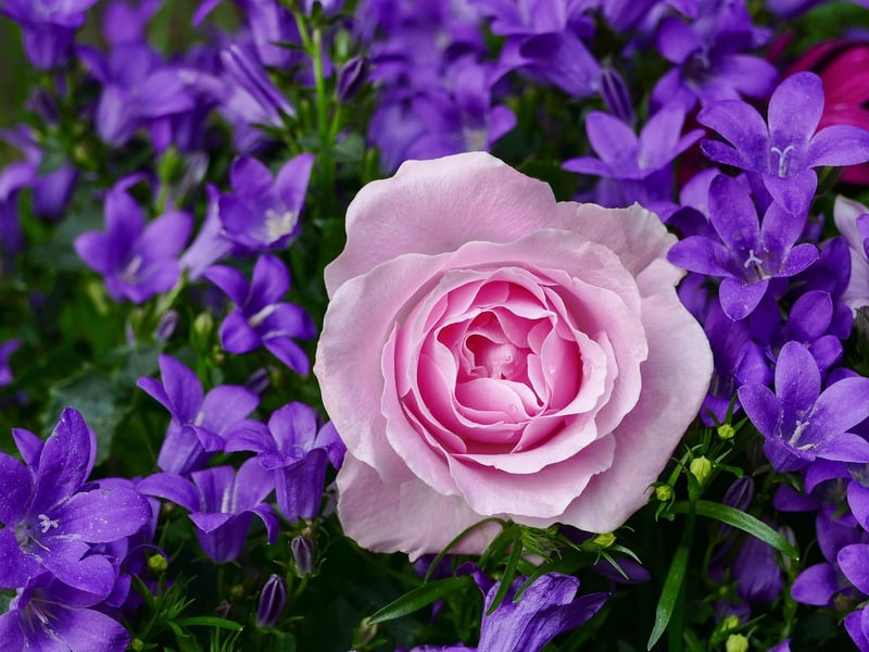 Rainbow Rose
